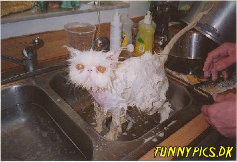 soaked cat
