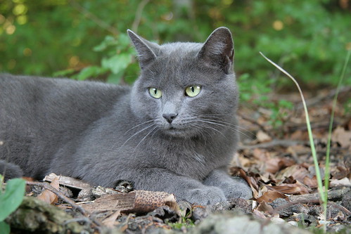 pretty silver cat