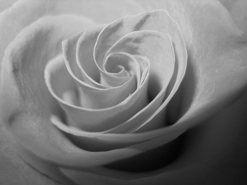 black and white pictures of roses. Black and White Rose