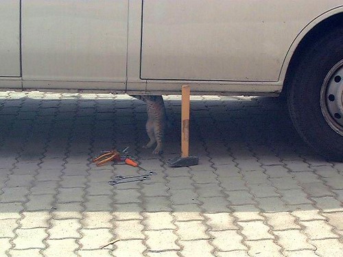 Cat does car repairs cheap