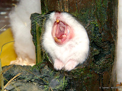 Ever seen a yawning hamster ?
