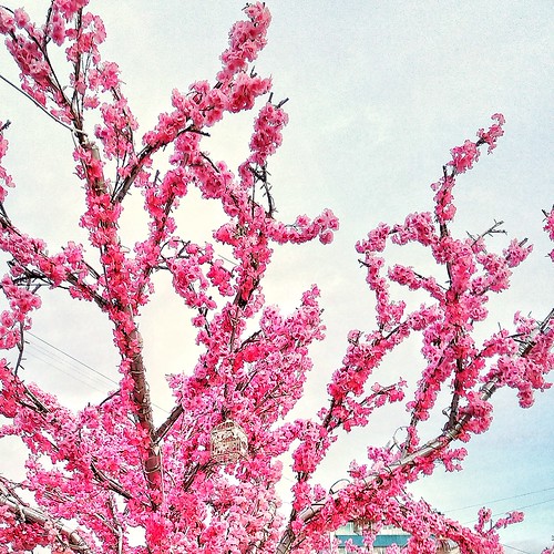 electric sakura pink ©  sergej xarkonnen