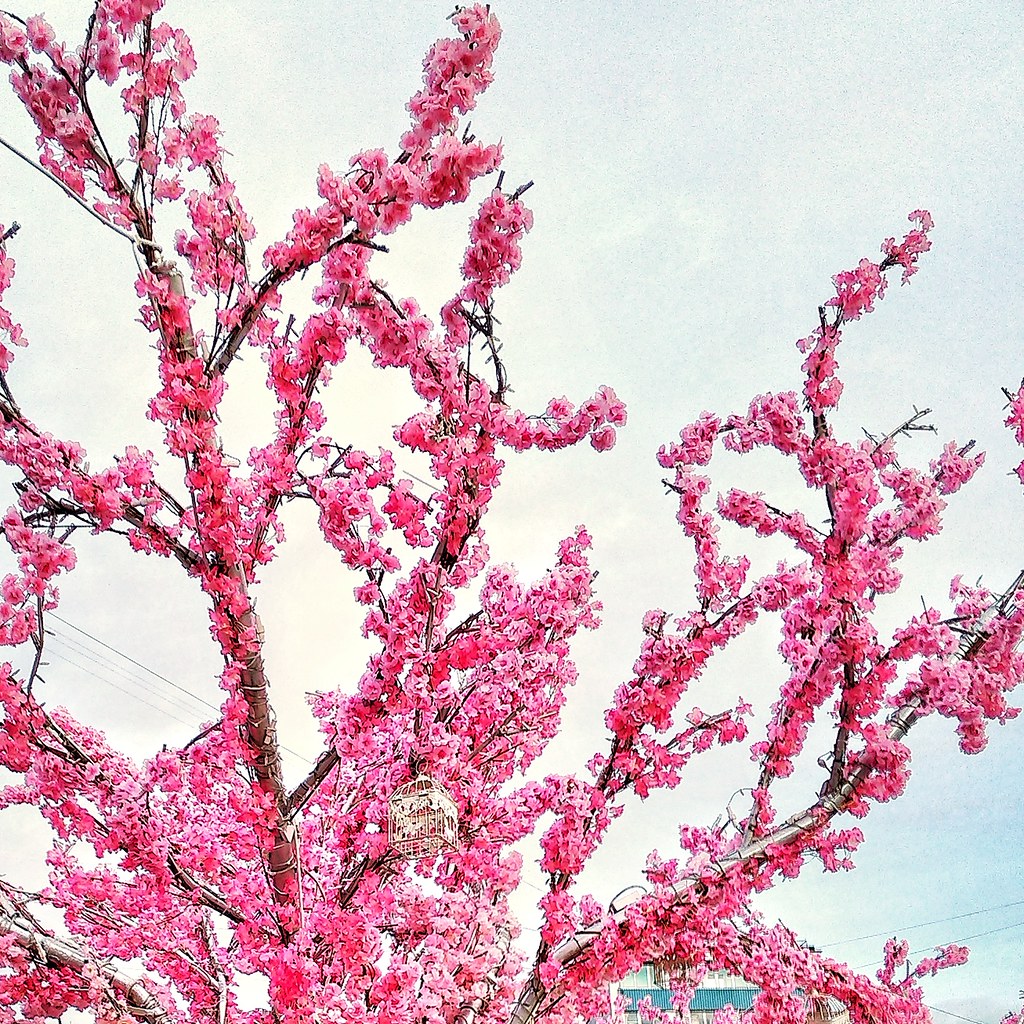 : electric sakura pink