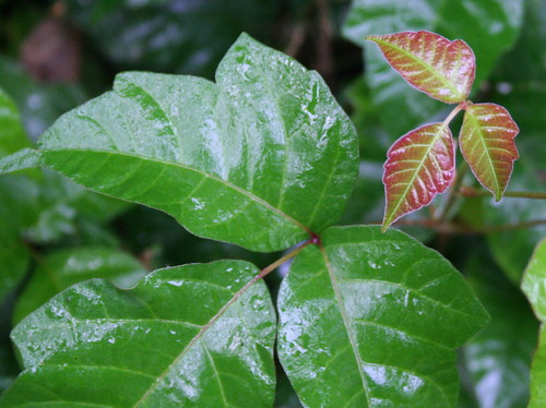poison oak leaves. poison oak leaf.