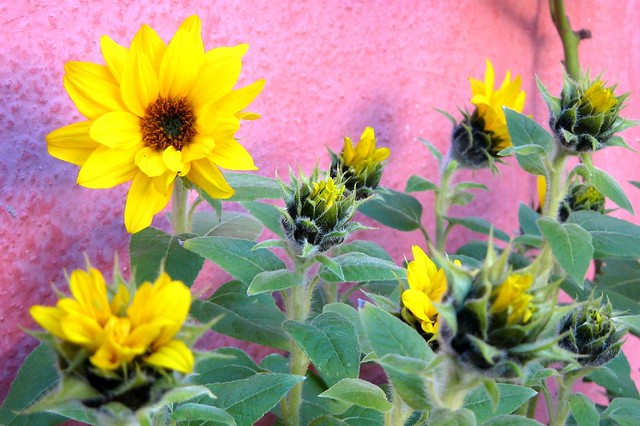 Mini sunflowers III