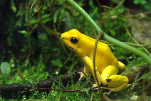 Yellow Poison Dart Frog by rachel_r.