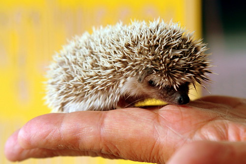 baby hedgehog - iriqi