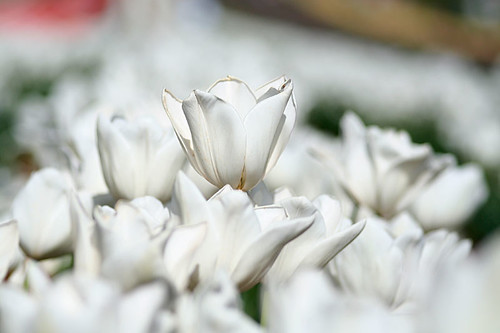 White Tulips by soundingblue