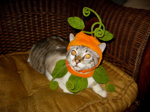 tucker pumpkin costume cat | Flickr - Photo Sharing!