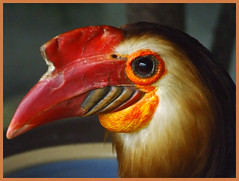 Mindanao Wrinkled Hornbill