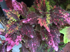 Coleus (Unknown from Target) Multicolored Leaves