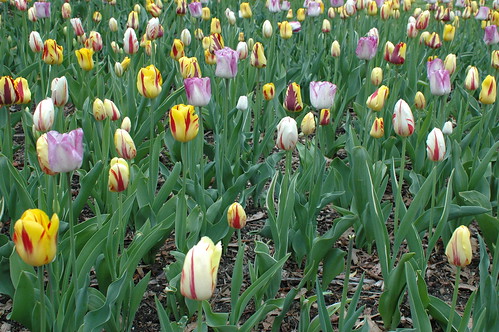 Tulips in the Annual Border of the Lily Pool Terrace