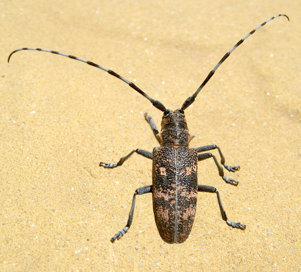 :    / Monochamus galloprovincialis / Pine sawyer beetle /    / B