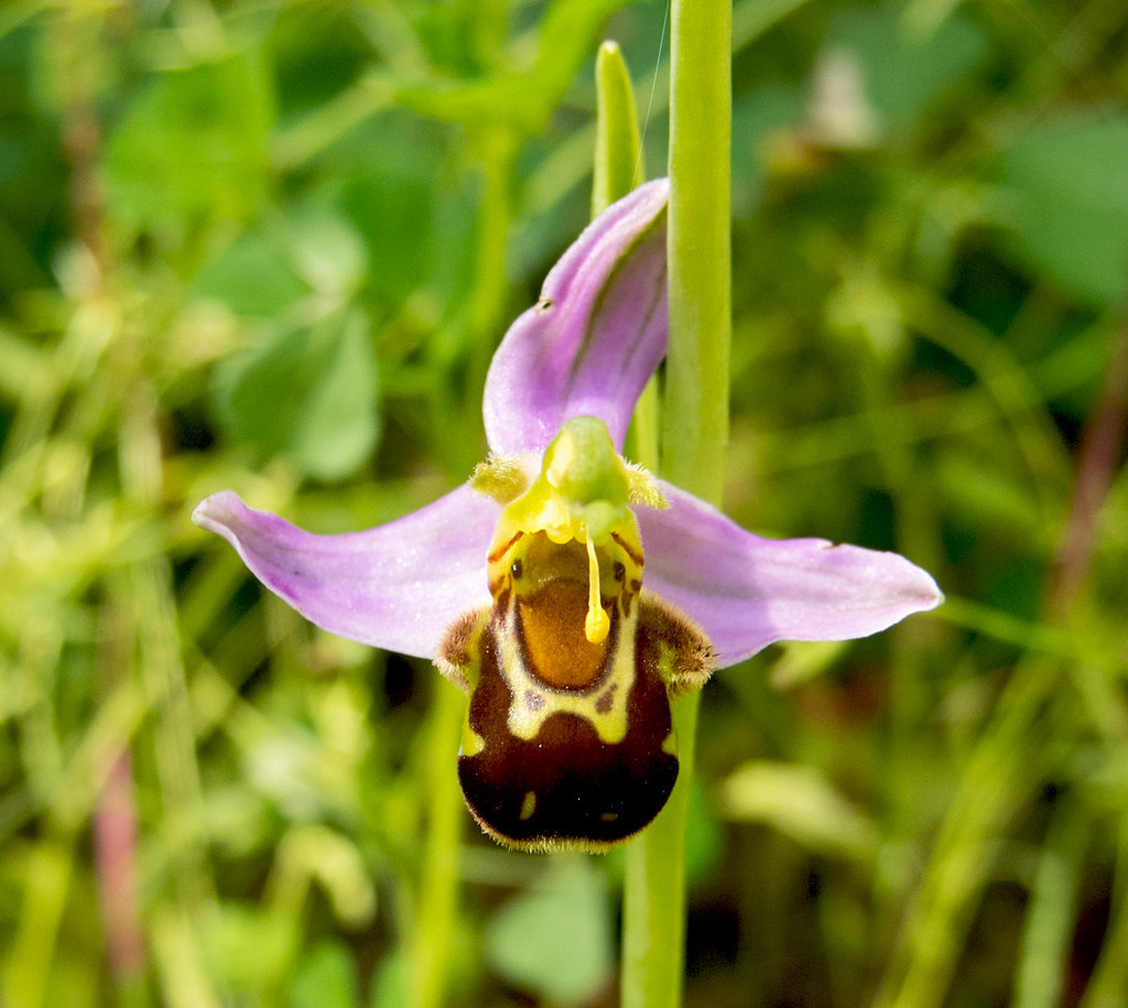 :   / Ophrys apifera / Bee orchid /   / Bienen-Ragwurz