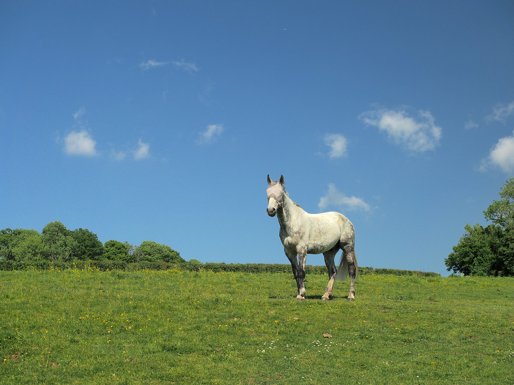 : Horse at Balcombe