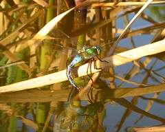 Emperor dragonfly (Anax imperator) female ovipositing
