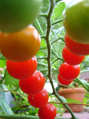 varieties of tomatoes. Heirloom tomato varieties
