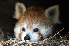 Her Royal Cuteness (Red Panda @ DC / US National Zoo)