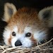 Her Royal Cuteness (Red Panda @ DC / US National Zoo)