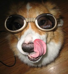 can i lick my doggles</body