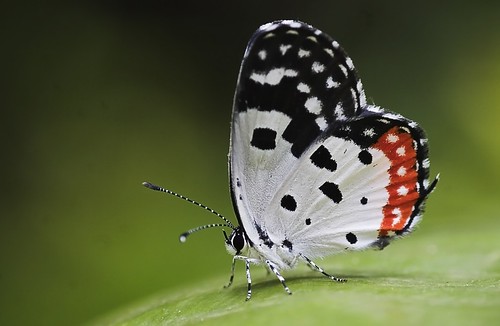 20 Most Beautiful Butterfly photographs of the World