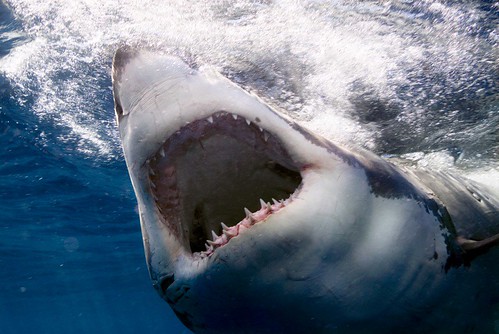 A Great White Shark with Mouth Wide Open - Shark Photo