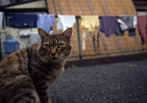 洗濯物と猫