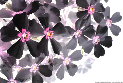 black flower wallpaper. lack flowers
