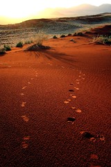 Human Tracks