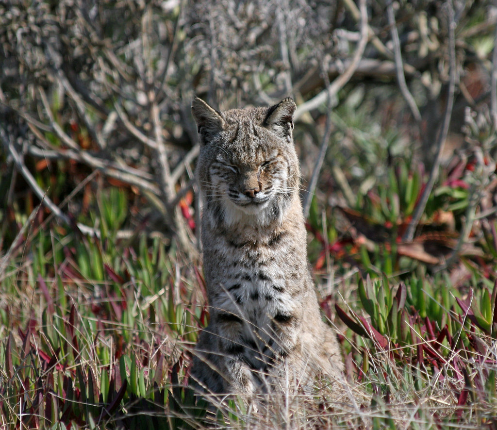 Bobcat (lynx rufus).