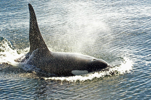 Victorious Orca by digicla, on Flickr