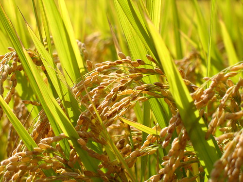 Rice grains for harvest