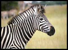 Zebra Portrait - by Richard Pluck