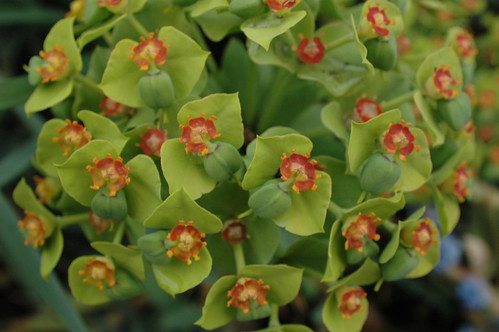 Euphorbia in the Mixed Perennial Border of the Lily Pool Terrace