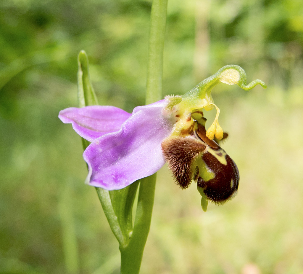 :   / Ophrys apifera / Bee orchid /   / Bienen-Ragwurz
