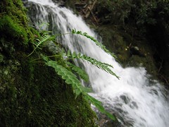 Ferns, Buttermilk Falls (Walpack Valley, Delaw...