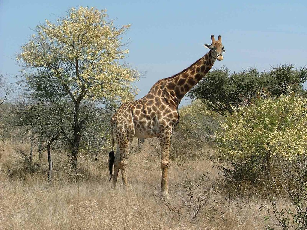 giraffe (Kruger Park)