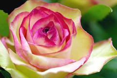 rose upperrose