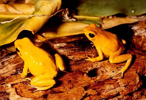 383488921 a24bb9cc1c Colorful and Poisonous Frogs