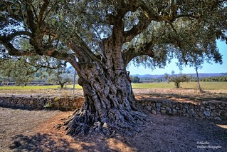 The millennium-old olive tree "La Morruda" (III). Segorbe