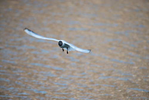 Black-headed gull ©  Andrey
