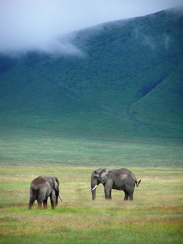 Elephants in Ngorongoro Crater