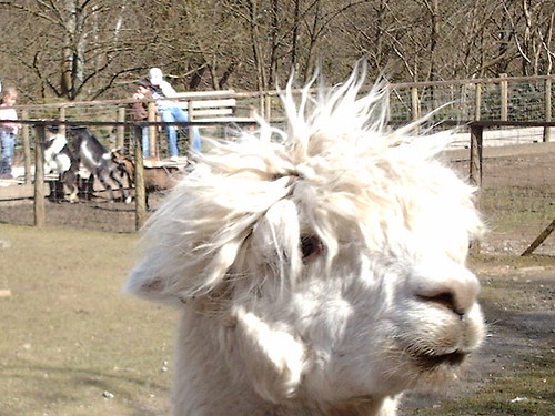 Alpaca in need of hair cut