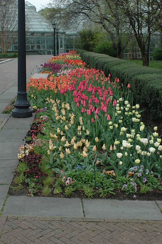 Spring Bulbs in the Annual Border of the Lily Pool Terrace