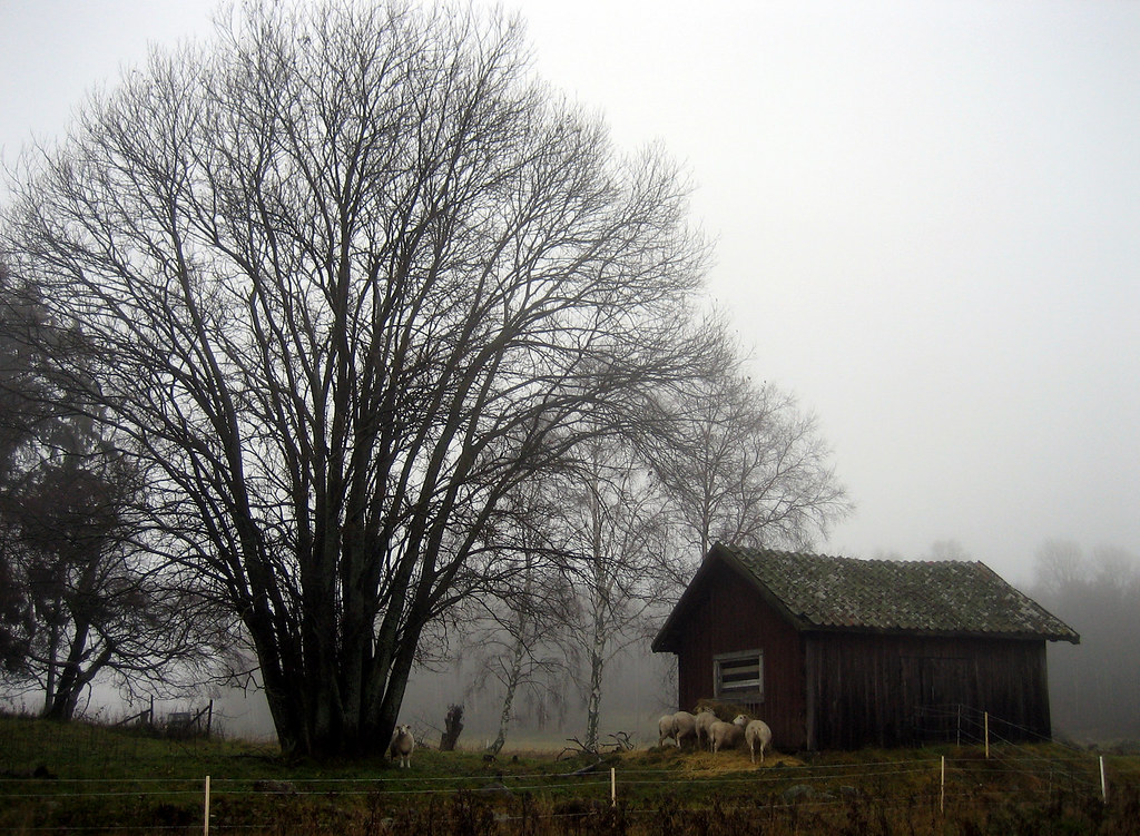 Sheep In the mist