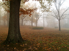 Burns Park in the fog
