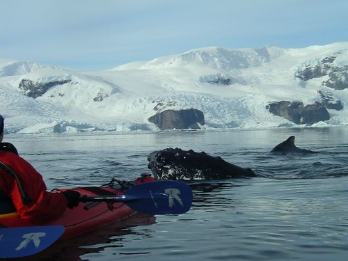  had that was not on the list was kayaking with whales in Antarctica.