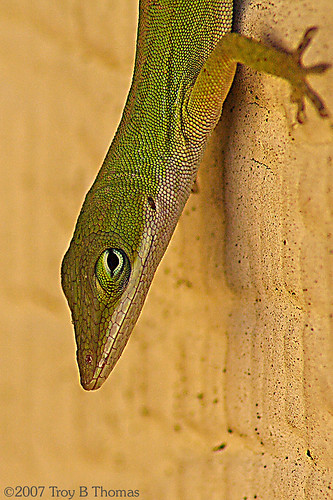 Anole_20070120_3; Photography by Troy Thomas