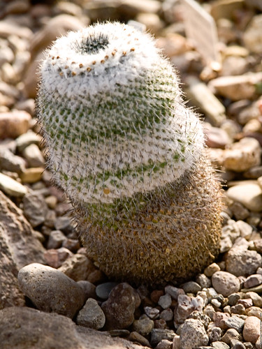 Tiny Cactus 2