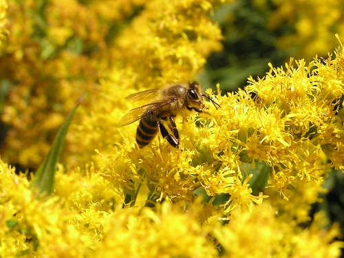 bee by tamaki, on Flickr
